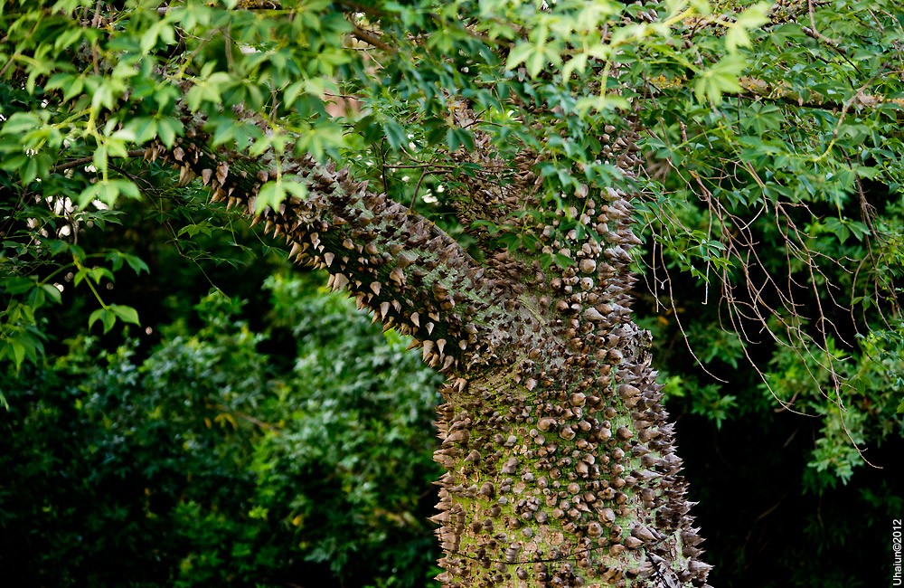 Cây tơ sồi (Ceiba Speciosa) sở hữu những cái gai tua tủa rất đáng sợ ở thân cây của chúng.